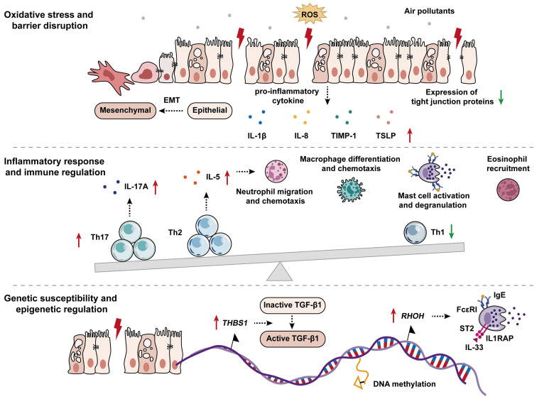Chinese Expert Consensus on the Impact of Ambient Air Pollution on Allergic Rhinitis and Recommendations for Mitigation Strategies.