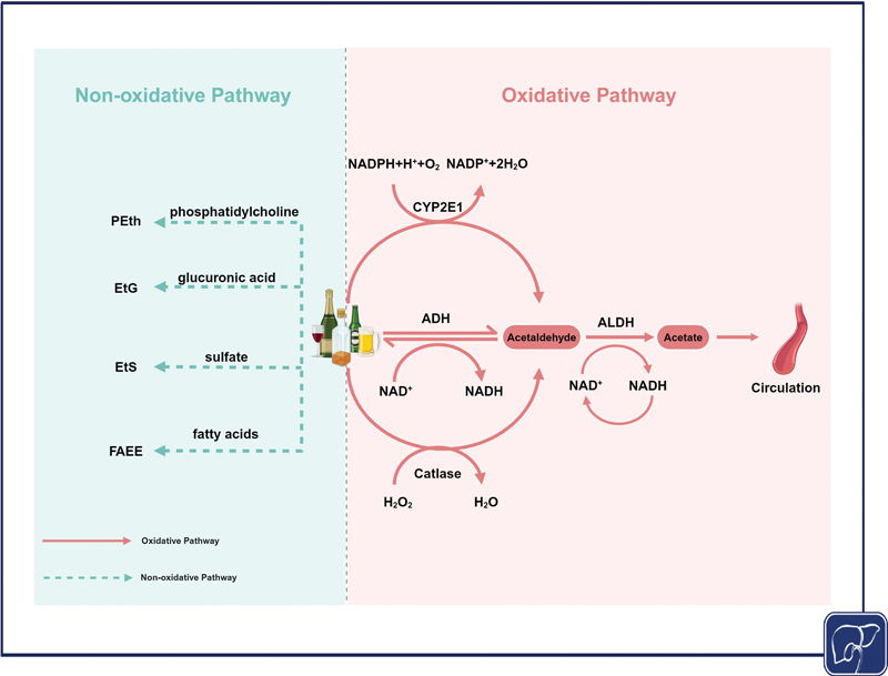 Alcohol-Metabolizing Enzymes, Liver Diseases and Cancer.