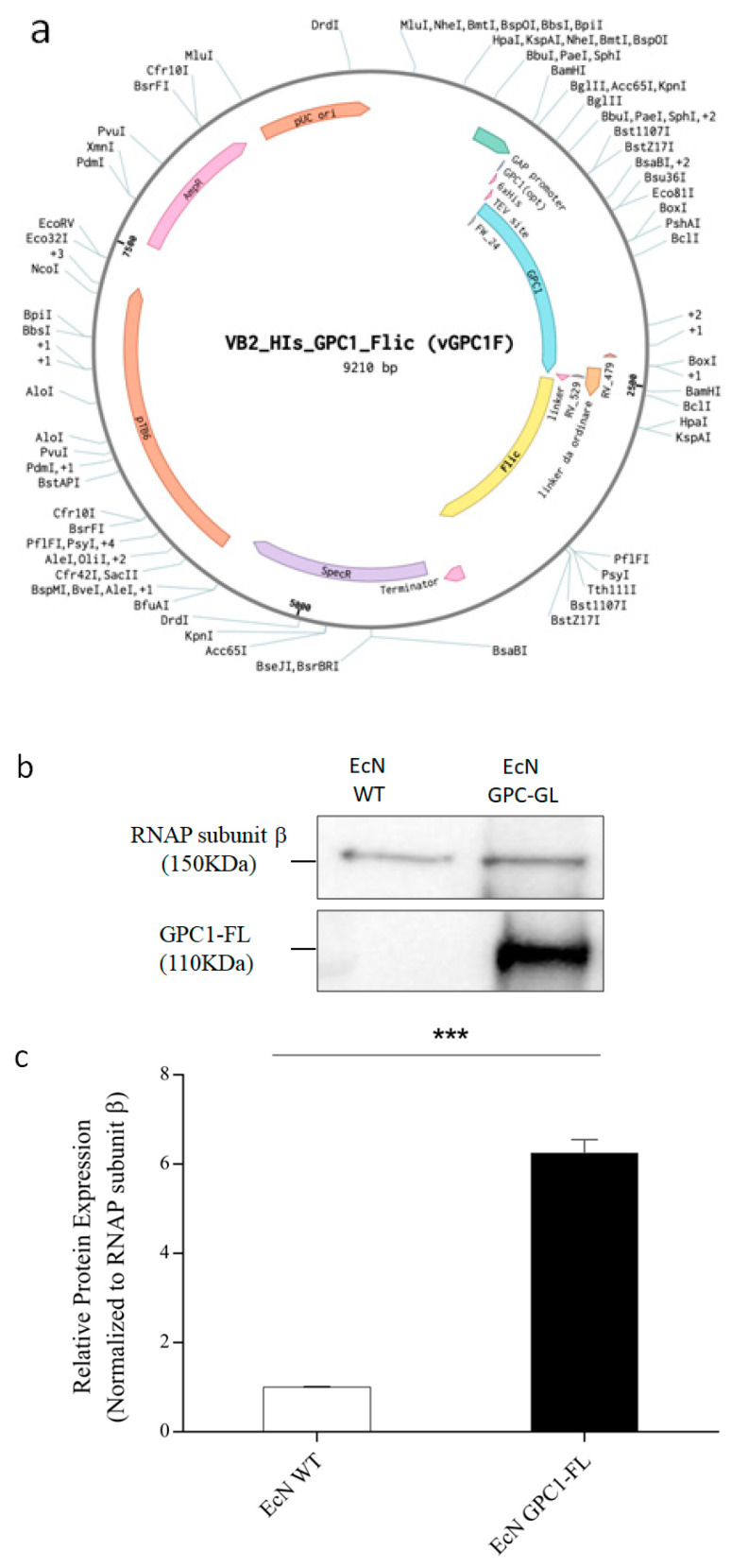 Gut Microbiota-Based Immunotherapy: Engineered <i>Escherichia coli</i> Nissle 1917 for Oral Delivery of Glypican-1 in Pancreatic Cancer.