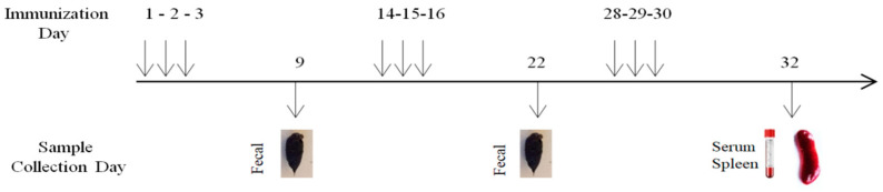 Gut Microbiota-Based Immunotherapy: Engineered <i>Escherichia coli</i> Nissle 1917 for Oral Delivery of Glypican-1 in Pancreatic Cancer.