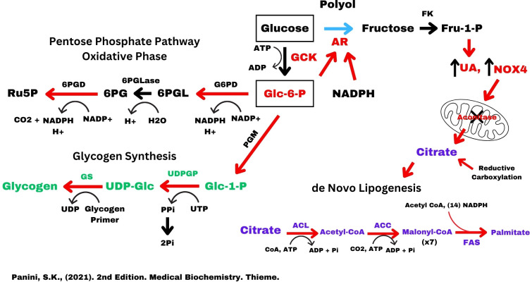 Aldose reductase, fructose and fat production in the liver.