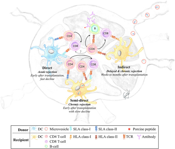Dendritic Cells in Xenotransplantation: Shaping the Cellular Immune Response Toward Tolerance.