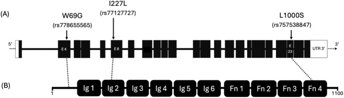 Association Analysis of Rare CNTN5 Variants With Autism Spectrum Disorder in a Japanese Population.