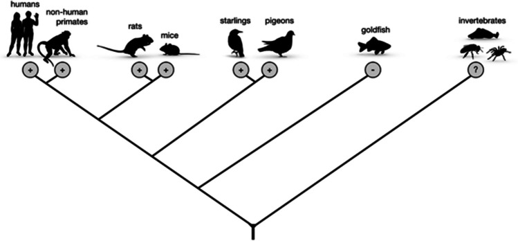 To know or not to know? Curiosity and the value of prospective information in animals.
