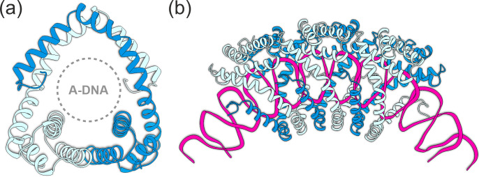 ICTV Virus Taxonomy Profile: <i>Adnaviria</i> 2025.