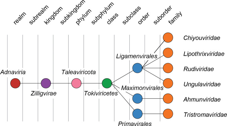 ICTV Virus Taxonomy Profile: <i>Adnaviria</i> 2025.
