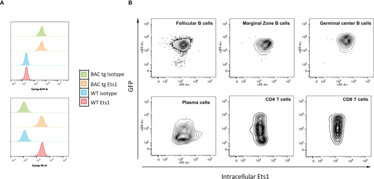 Sequences within and upstream of the mouse Ets1 gene drive high level expression in B cells, but are not sufficient for consistent expression in T cells.