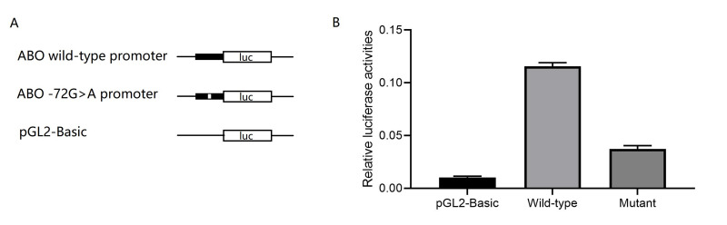 The -72G>A nucleotide substitution impairs transcription of the ABO gene via reduction of promoter activity.