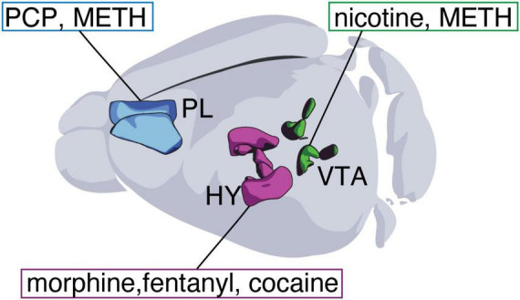 Drugs of abuse drive neurotransmitter plasticity that alters behavior: implications for mental health.