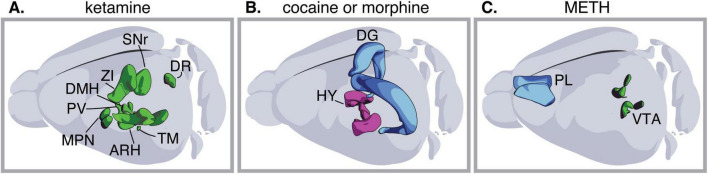 Drugs of abuse drive neurotransmitter plasticity that alters behavior: implications for mental health.
