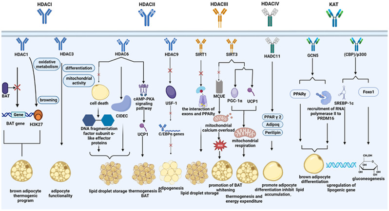 Role of Protein Lysine Acetylation in the Pathogenesis and Treatment of Obesity and Metabolic Syndrome.