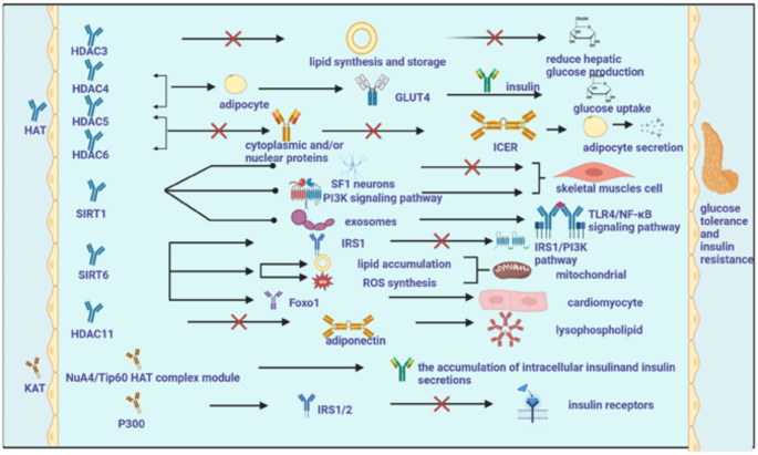 Role of Protein Lysine Acetylation in the Pathogenesis and Treatment of Obesity and Metabolic Syndrome.
