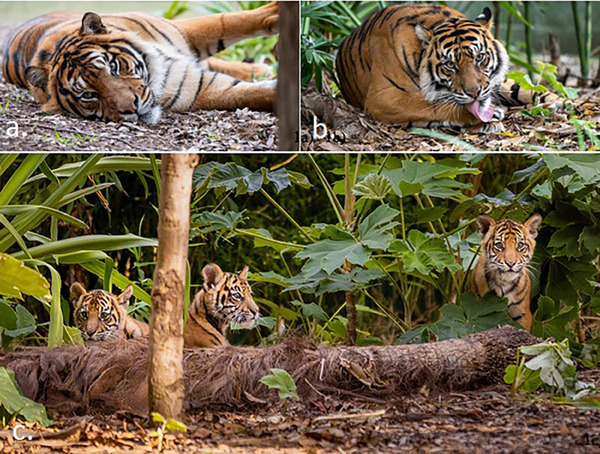 An Examination of Visitor and Tiger Activity Between Two Zoo Tiger Groups.