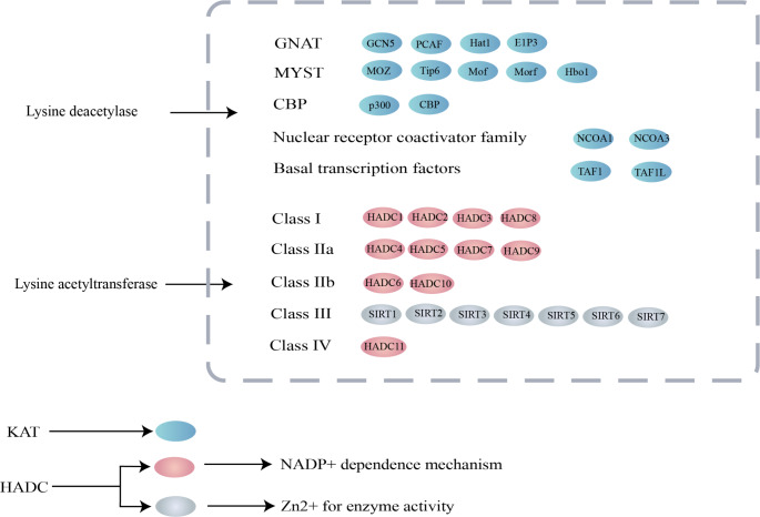 Role of Protein Lysine Acetylation in the Pathogenesis and Treatment of Obesity and Metabolic Syndrome.