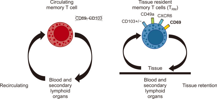 Investigating Human Liver Tissue-Resident Memory T Cells from the Perspectives of Gastroenterologists and Hepatologists.