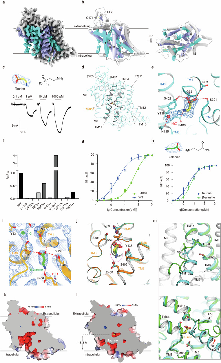 Structural characterization reveals substrate recognition by the taurine transporter TauT.