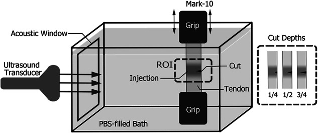 Ultrasound quantitative characterization of tendinopathy with shear wave elastography in an ex vivo porcine tendon model.