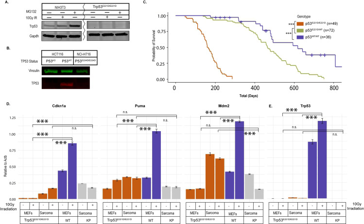 Mis-splicing drives loss of function of p53E224D point mutation.