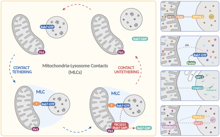 Mitochondria-Lysosome Contact Sites: Emerging Players in Cellular Homeostasis and Disease.
