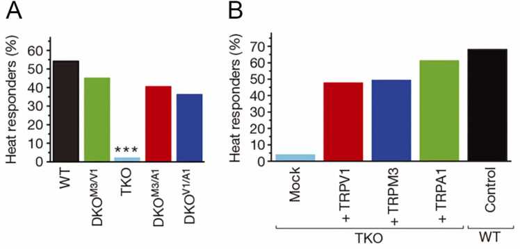 TRPA1 and thermosensitivity.
