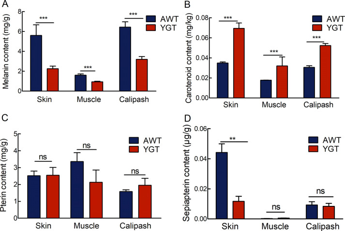 Disentangling the molecular mechanisms underlying yellow body coloration in a soft-shelled turtle.