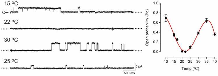 TRPA1 and thermosensitivity.