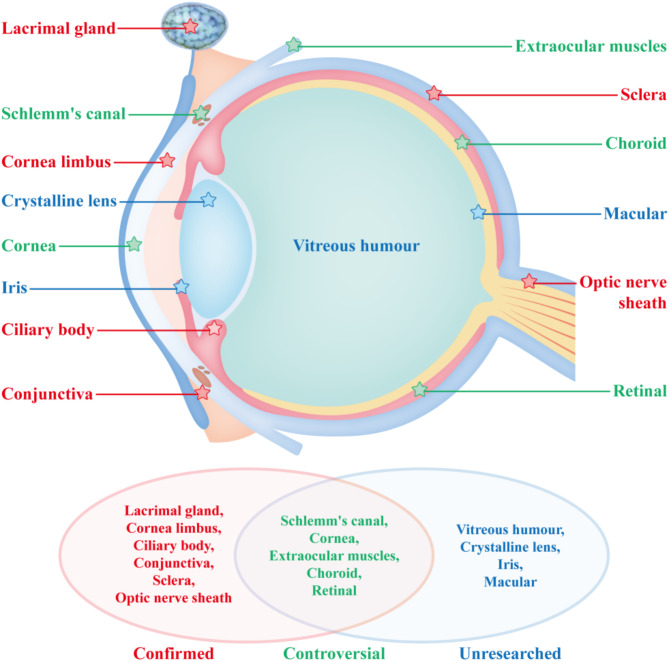 Advances in the Understanding of ocular and nasal lymphatics.