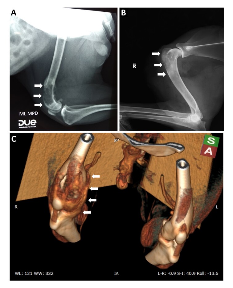 Histopathological, immunohistochemical and imaging features of bone metastases of mammary carcinoma in bitches: cases report.