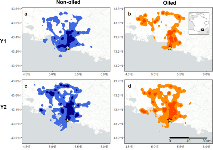 Induced breeding failure alters movements, migratory phenology, and opportunities for pathogen spread in an urban gull population.