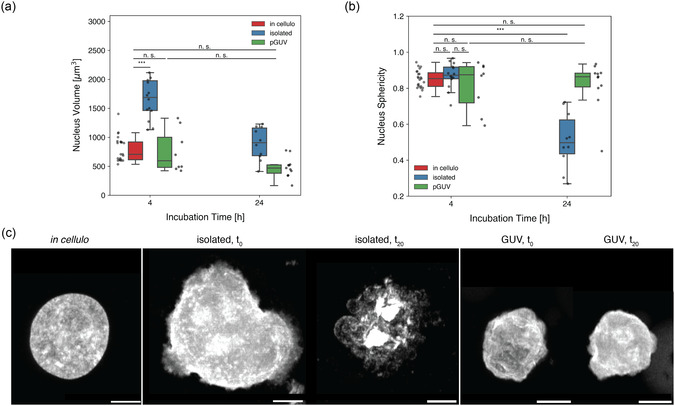 Polymeric Giant Unilamellar Vesicles Support Longevity of Native Nuclei in Protocells.