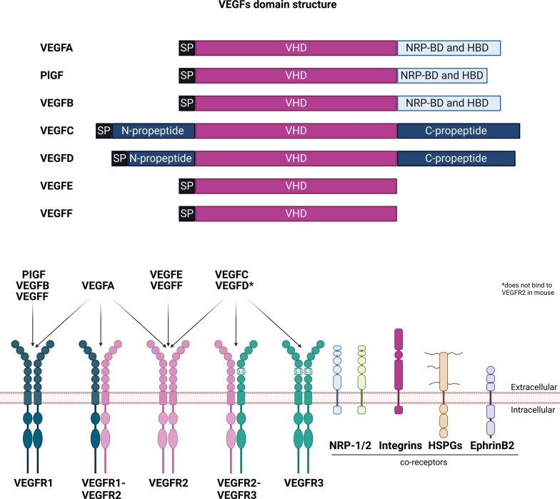 Beyond vessels: unraveling the impact of VEGFs on neuronal functions and structure.
