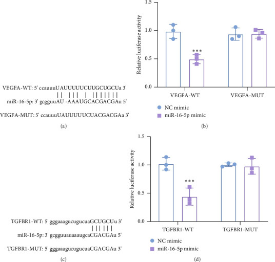 miR-16-5p Regulates Proliferation and Apoptosis in High Glucose-Treated Human Retinal Microvascular Endothelial Cells by Targeting VEGFA and TGFBR1.