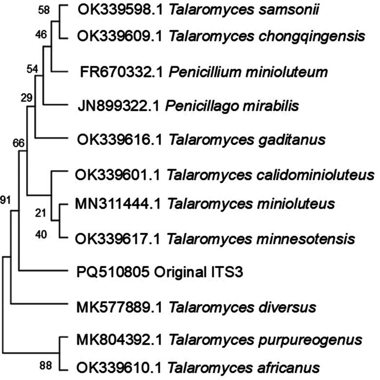 First Report of Zearalenone Production by <i>Talaromyces</i> Isolated from <i>Bidens pilosa</i> Using LC-q-TOF-MS and Molecular Networking.