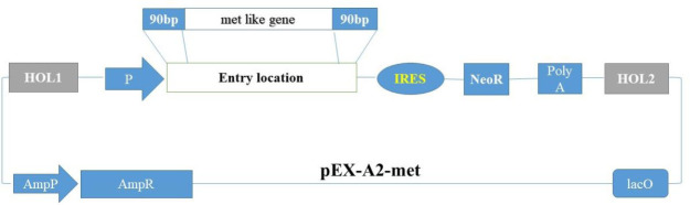 Isolation, characterization, and expression of the <i>Montivipera raddei</i> (Caucasus viper) venom metalloprotease-like protein.