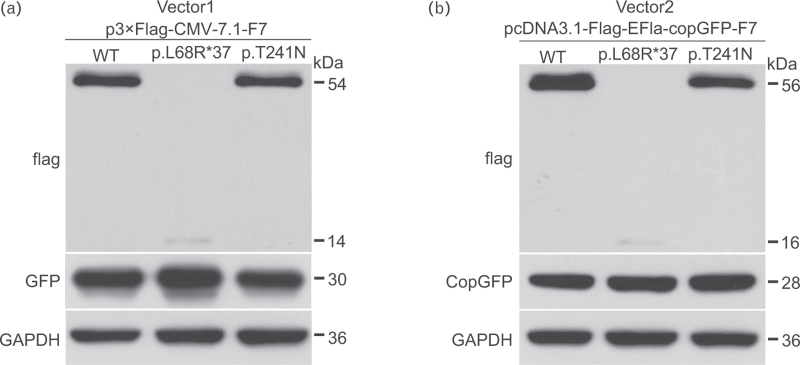 Compound heterozygous mutations (p.L68R∗37 and p.T241N) lead to abnormal protein levels and structures in hereditary FVII deficiency.