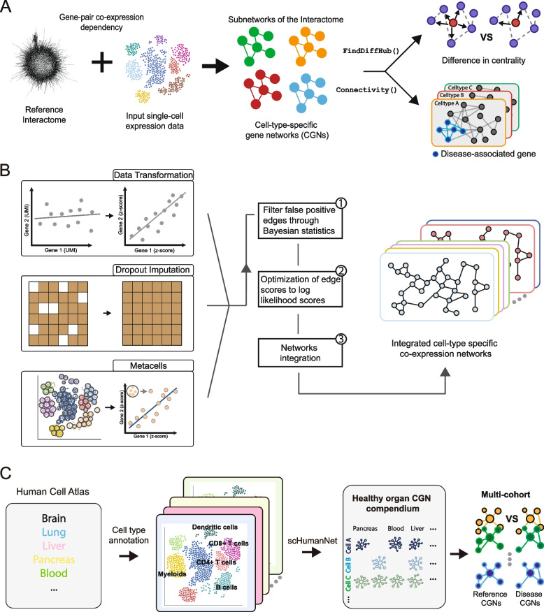 Single-cell network biology enabling cell-type-resolved disease genetics.