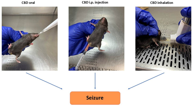 Optimization of seizure prevention by cannabidiol (CBD).