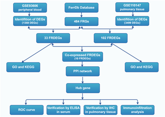 Identification and validation of biomarkers related to ferroptosis in idiopathic pulmonary fibrosis.