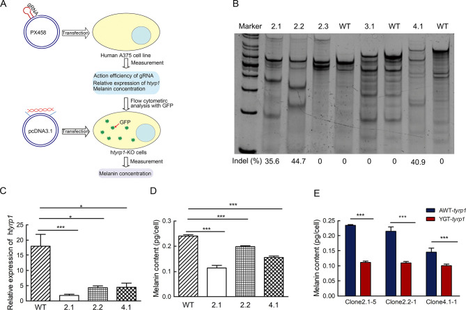 Disentangling the molecular mechanisms underlying yellow body coloration in a soft-shelled turtle.
