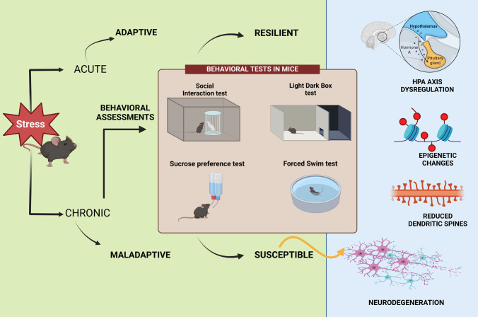 Genetic, Epigenetic, and Hormonal Regulation of Stress Phenotypes in Major Depressive Disorder: From Maladaptation to Resilience.