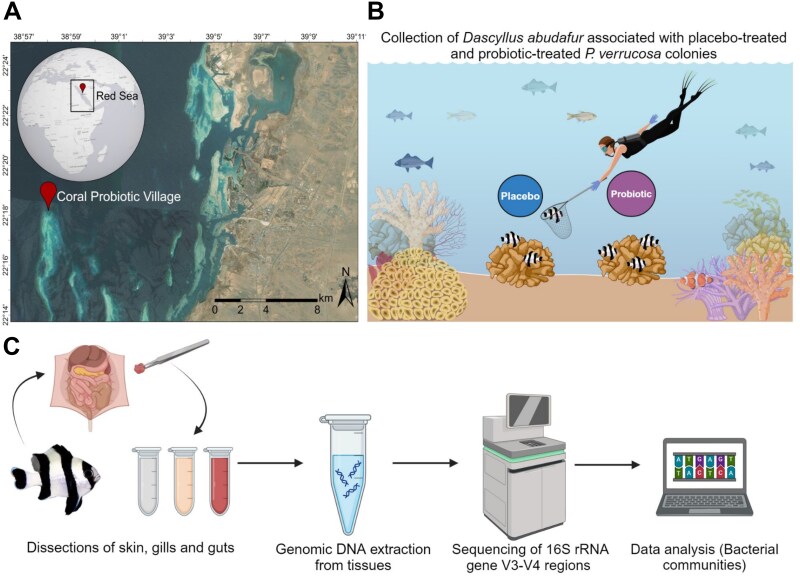 Coral probiotics induce tissue-specific and putative beneficial microbiome restructuring in a coral-dwelling fish.