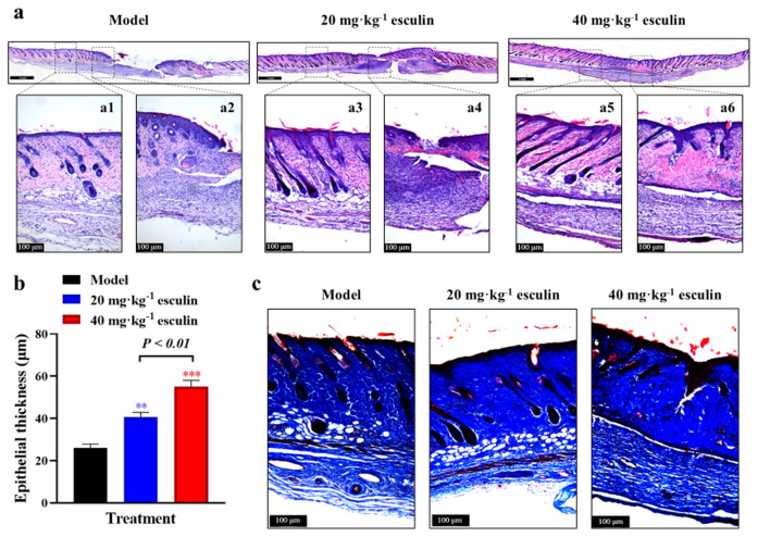 Esculin promotes skin wound healing in mice and regulates the Wnt/β-catenin signaling pathway.