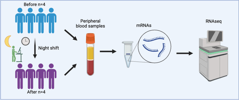 Changes in gene expression in healthcare workers during night shifts: implications for immune response and health risks.