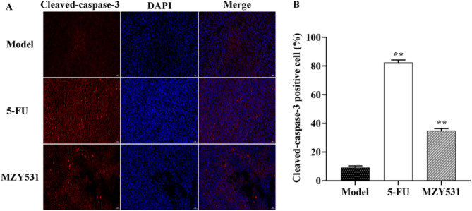 Anticancer activity of Weizmannia coagulans MZY531on H22 tumor-bearing mice by regulating inflammation, autophagy-dependent apoptosis, and gut microbiota.