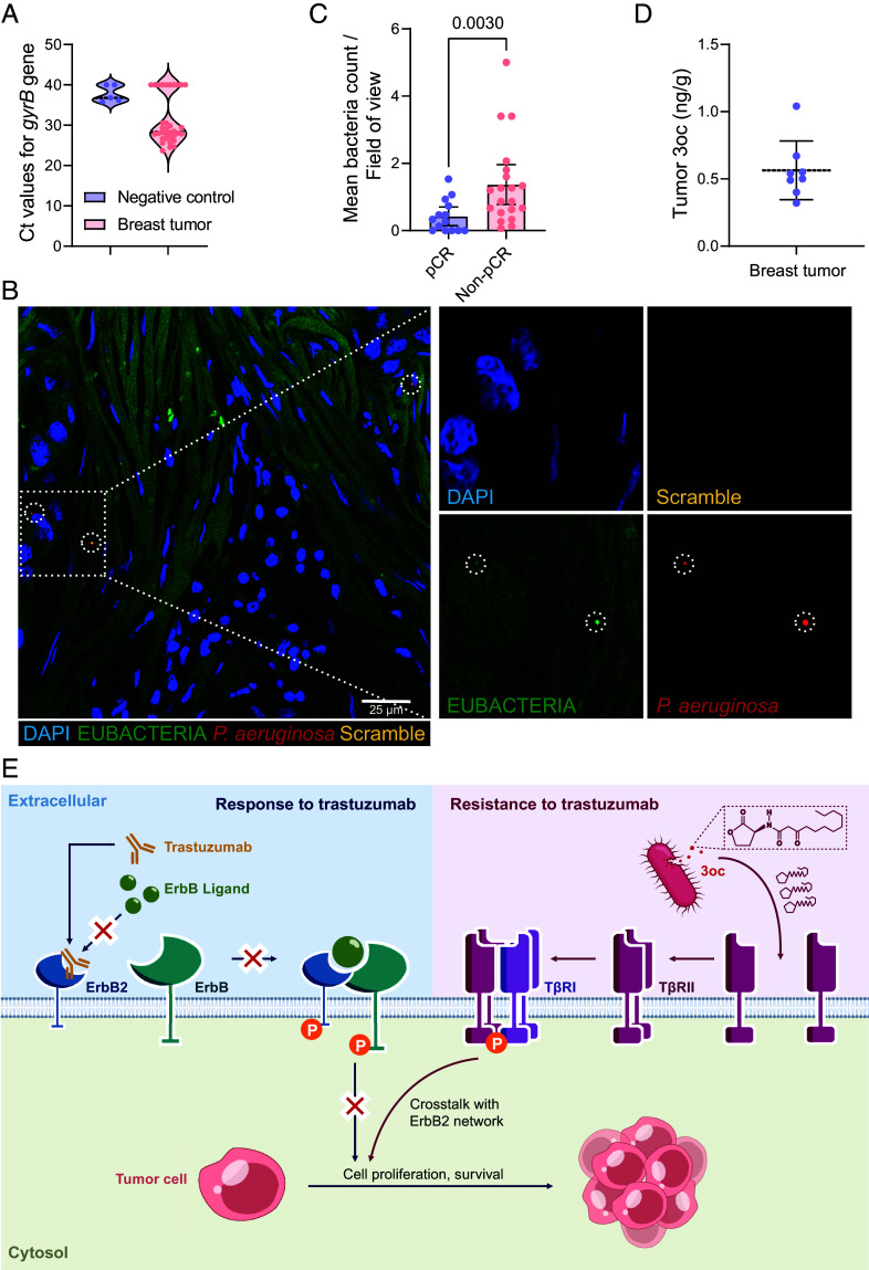 Correction for Qin et al., A signaling molecule from intratumor bacteria promotes trastuzumab resistance in breast cancer cells.