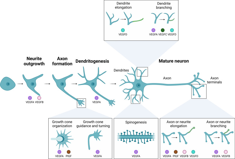 Beyond vessels: unraveling the impact of VEGFs on neuronal functions and structure.
