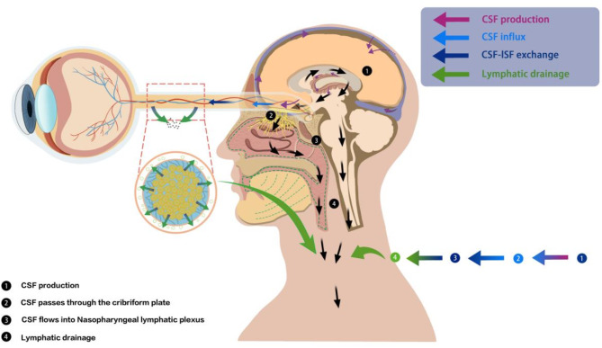 Advances in the Understanding of ocular and nasal lymphatics.