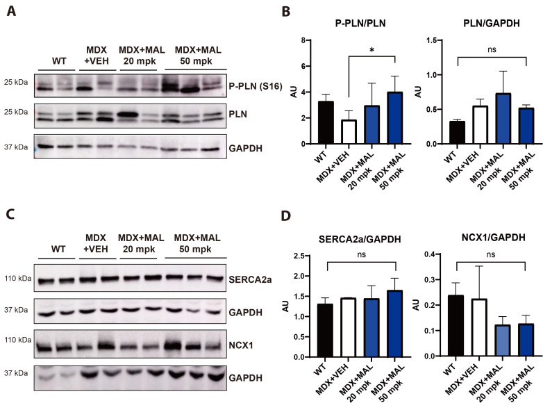 Protective effect of maltol on pathological response of cardiomyocyte in dystrophic mice.