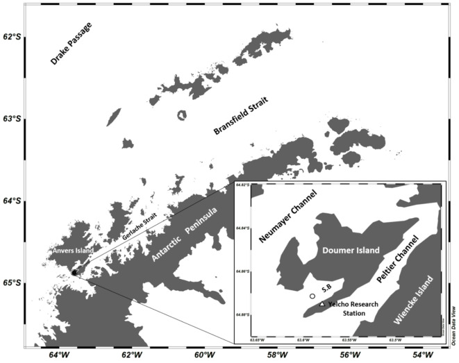 Intense autumnal coastal biogenic particle settling fluxes align with phytoplankton phenology changes off the western Antarctic Peninsula.