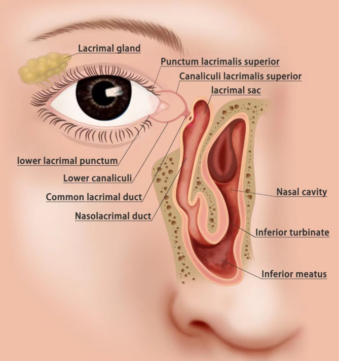 Advances in the Understanding of ocular and nasal lymphatics.